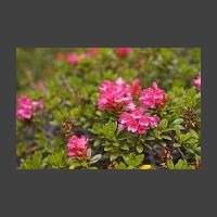 Azalea