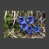 Gentiana acaulis