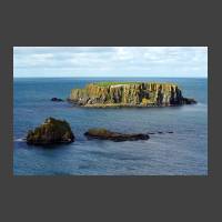 Sheep Ireland Carrick A Rede