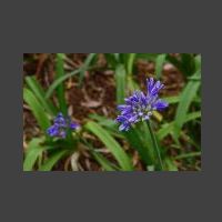 Agapanthus - kalokvt