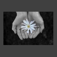 Stellata