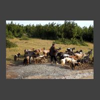 Rumunsk pask koz